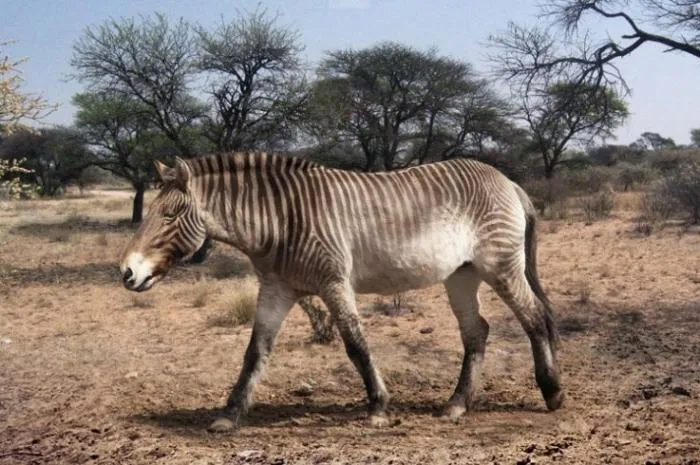 Лошадь Стенона: Это предок всех зебр и ослов. Они прошли полмира из Америки, чтобы закрепиться в Африке и Европе!