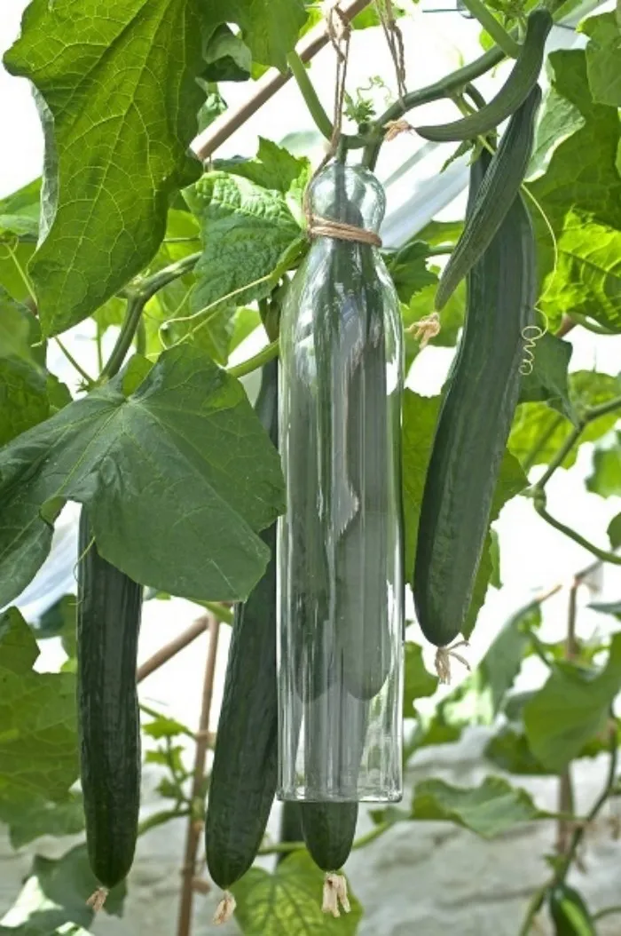 Выпрямитель огурцов