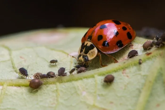 Самые полезные виды насекомых на дачном участке: Кто они и как защищают огород?