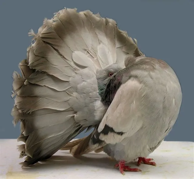 Веерохвостый голубь: Селекционеры завернули позвоночник этих птиц в бараний рог. Зачем нужна эта порода?