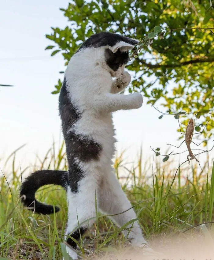 Кот в боевой стойке стал героем битвы фотошоперов