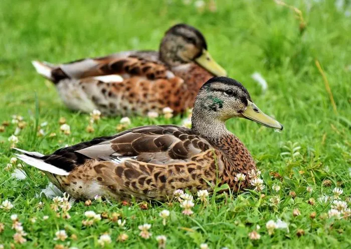 Зачем селезни наших городских крякв летом «переодеваются» в наряд самок и прячутся по кустам?