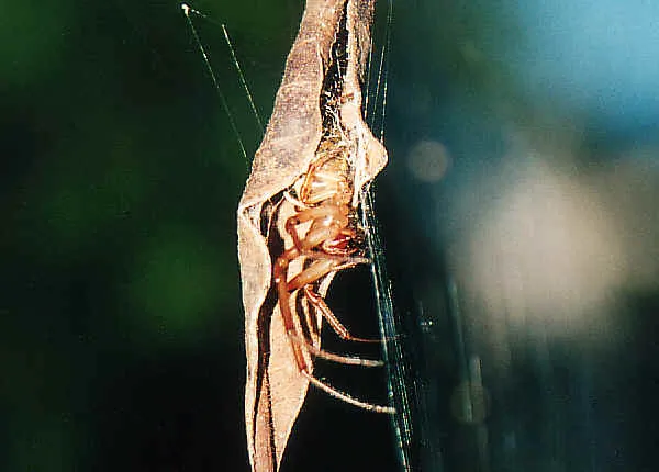 Паук-самокрутчик: Листочек с сюрпризом. Этот паук вертит листья в трубочки, чтобы скрыться от опасностей