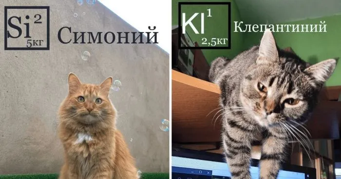 Система химических КОТОэлементов