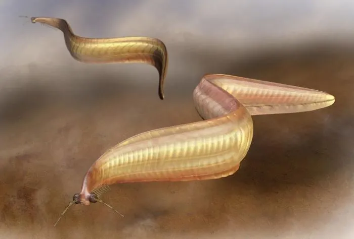 Пикайя: Этот «червь» мог стоять у истоков всех современных позвоночных. Одно из древнейших хордовых на Земле, чей возраст более 500 млн лет
