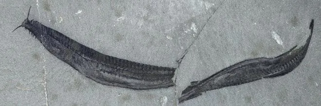 Пикайя: Этот «червь» мог стоять у истоков всех современных позвоночных. Одно из древнейших хордовых на Земле, чей возраст более 500 млн лет
