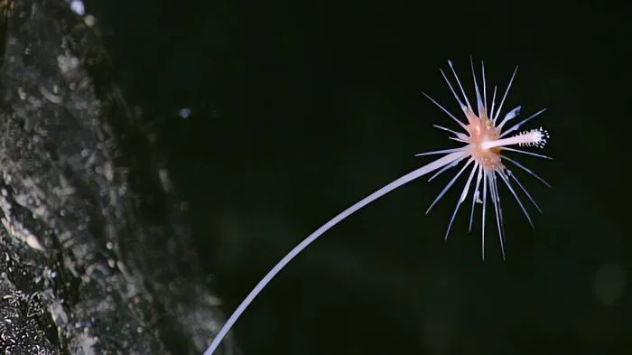 Хищные губки: Плотоядные «кусты» на дне океана. Как охотятся столь примитивные животные?