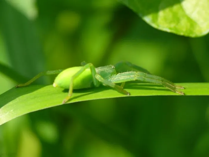 Микромата зеленоватая: Тот самый зелёный паучок с дачи. Почему он зелёный и опасен ли он для человека?