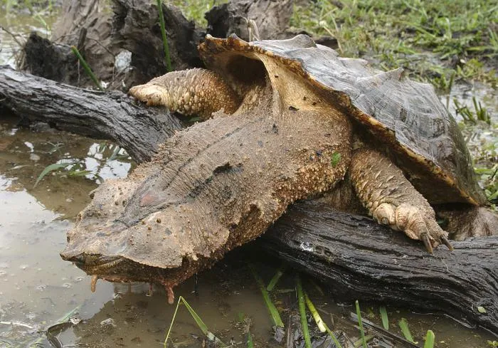 Мата-мата: Лицо бабушки и повадки чудовища. Крупная хищная черепаха из болот Южной Америки