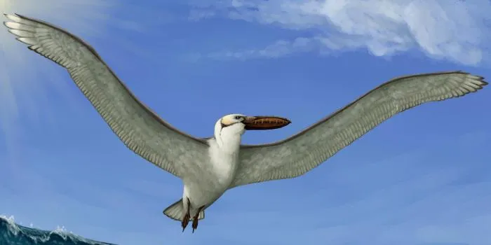 Пелагорнис: Птица размером с маленький самолёт. Он летал между континентами, а размах его крыльев достигал 7 метров!