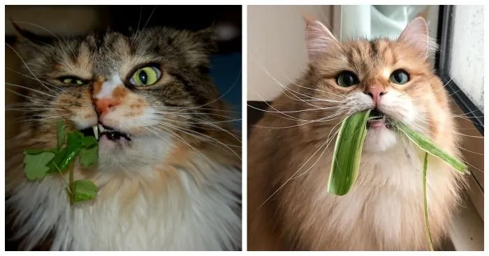 Коты и цветы