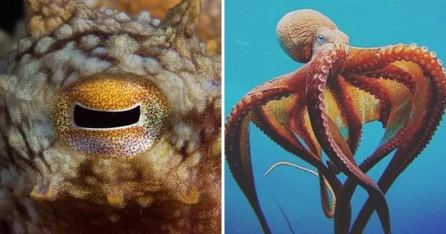 "Какие глазки!": удивительные зрачки разных животных