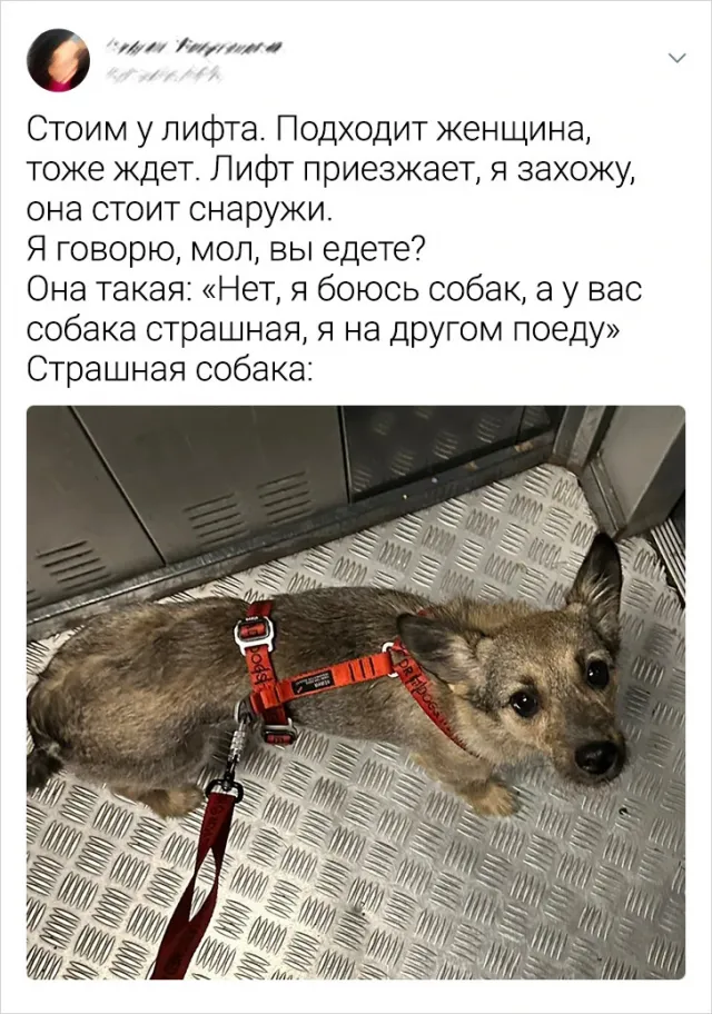 Подборка забавных твитов про животных