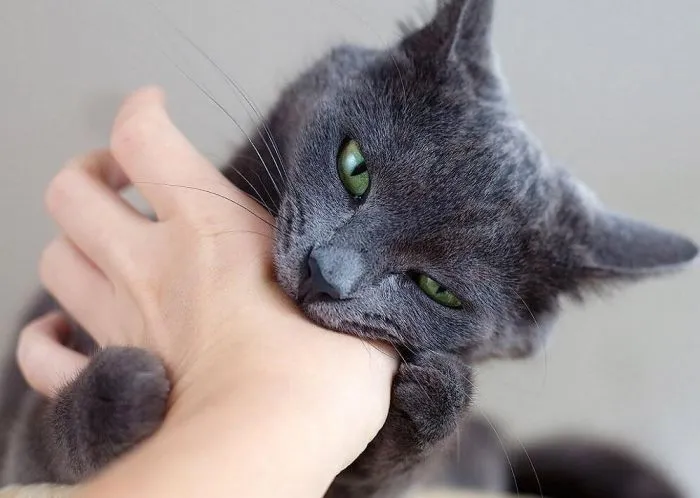 Ты особенно не трусь: будет лёгкий котокусь