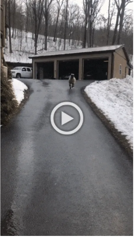 Просто гифки