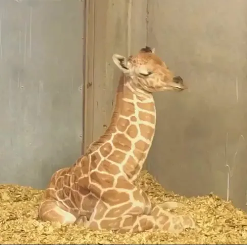 Новорожденный жираф не знает, что делать со своей шеей во время сна