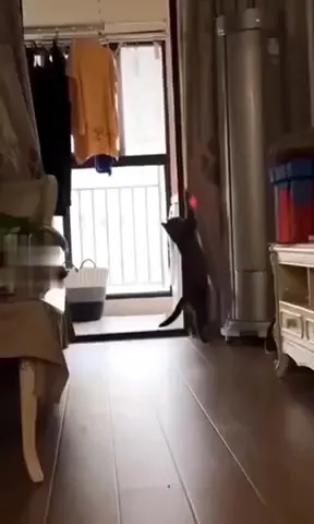 Коты не бесполезны⁠⁠