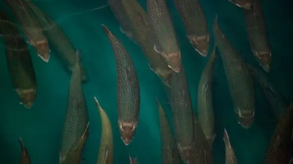 Арктический голец: Самая северная пресноводная рыба. Её изменчивость вызывает уйму вопросов