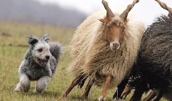 Пуми: Плюшевая взрывоопасность! Очаровательная собака с ушами чебурашки на самом деле — суровая овчарка