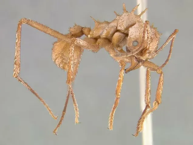 Акромирмекс эхинотор: Кристаллические муравьи. Они усилили свою броню солями магния и кальция, и стали непробиваемы
