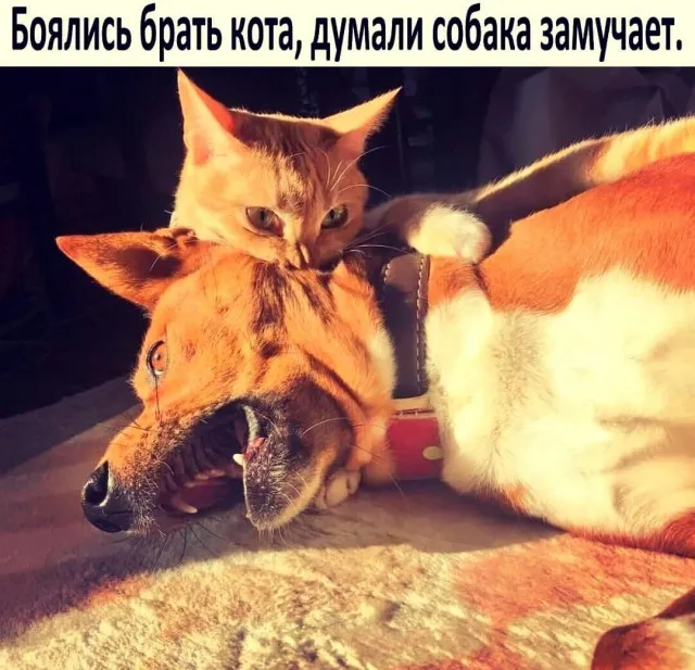 Баяны