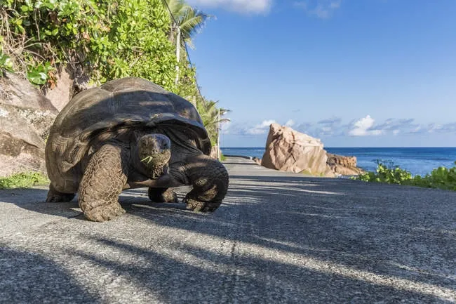 Гигантская черепаха: 250 кг. 250 лет жизни. Что такое «черепаший газон»? И что такое «живые консервы» в лице этих громадин?