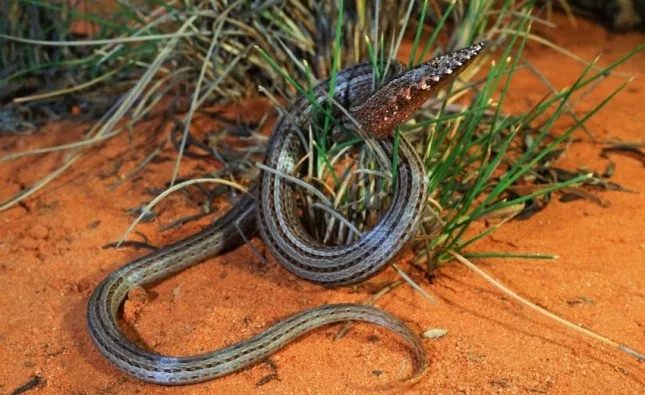 Полосатый лиалис: Он отбросил ноги и совесть. Хитрая ящерица «превратилась» в змею и стала доминировать в ужасающей экосистеме Австралии