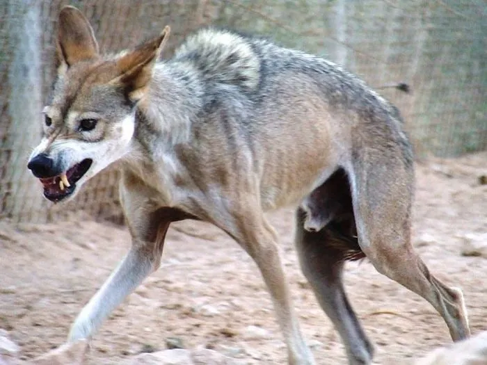 Аравийский волк: Эта тощая бродяжка — верховный хищник пустыни. Самый мелкий подвид волка, для которого каждый день — испытание