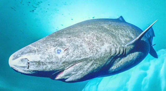 Эта древняя акула старше Соединенных Штатов Америки! Что торчит у нее из глаза?
