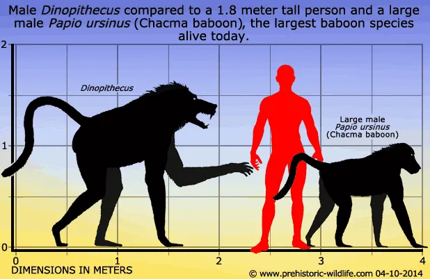Агрессивный сосед древнего человека. 5 интересных фактов про гигантского бабуина