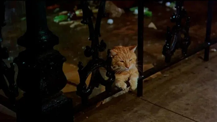 Как бездомный кот стал голливудской звездой?
