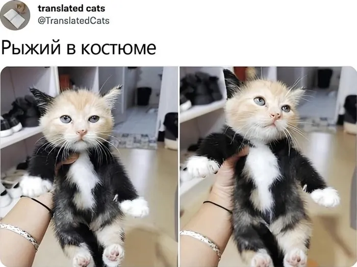 Скрины из соцсетей