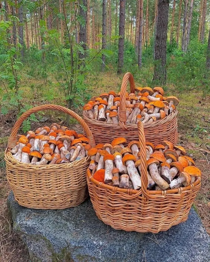 Фотоподборка