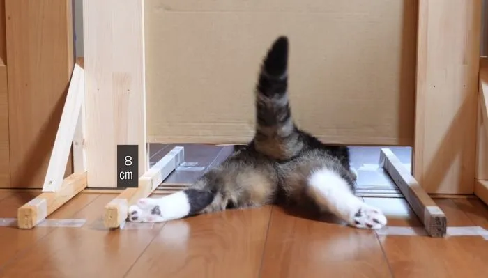 Просочиться и узнать: важная миссия котиков