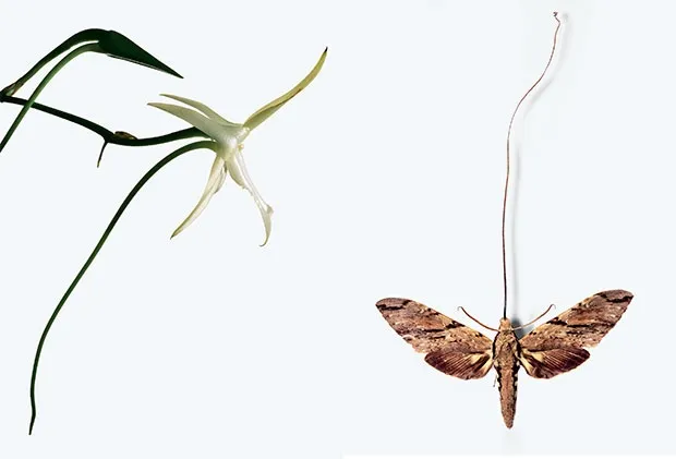 Мадагаскарский бражник: Бабочка отрастила хоботок в 28 см. Теперь она может опылить самый «недоступный» в мире цветок!