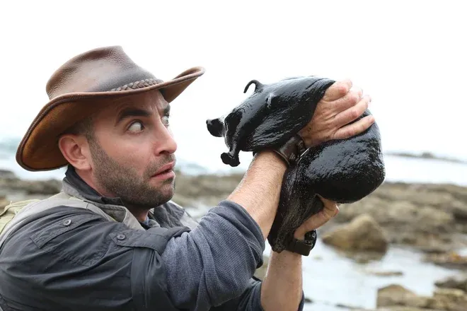 Калифорнийский чёрный зайчик: Он похож на живое нефтяное пятно и весит как собака. Жители океана боятся нападать на эту токсичную лепёшку!