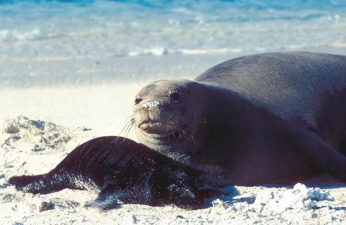 Гавайский тюлень-монах: Безумные агрессивные самцы ведут собственный же вид к вымиранию. Людям приходится спасать самок и щенков!
