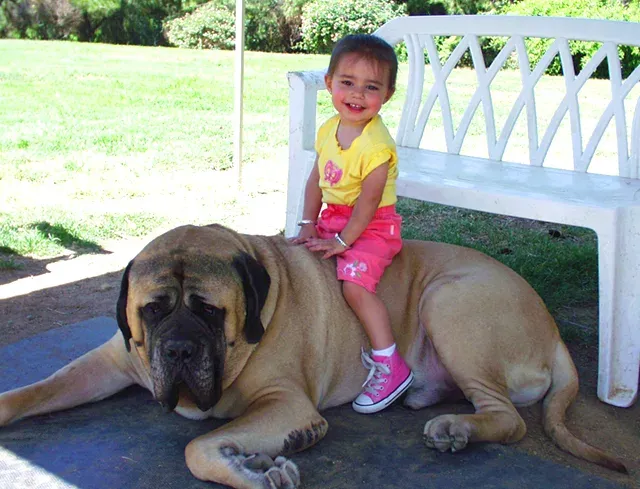 Английский мастиф: Большой пёс и большие проблемы. Как гладиатор превратился в диванного жителя с горой болячек и весом в 100 кг