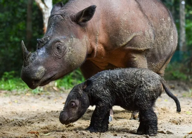 Суматранский носорог: Редкий и волосатый. Их осталось всего 80 особей. Успеем ли мы спасти выжившего родственника шерстистого носорога?