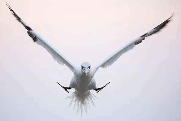 Северные олуши: Эти птицы бьются головой об воду на скорости в 100 км/ч без вреда для здоровья. Живые торпеды просто разрывают косяки рыб