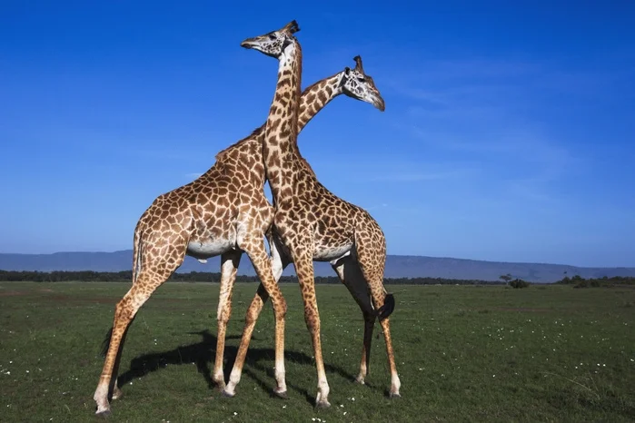 Масайский жираф: Есть 9 подвидов жирафов, а это — самый высокий из них! Зачем он удлиннил свою шею ещё больше?
