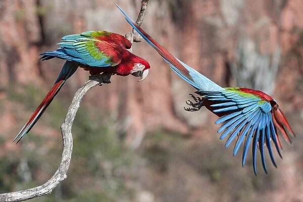 Зеленокрылый ара: Сила, красота, интеллект. Этот попугай стал символом своего отряда. Как у них дела в дикой природе?