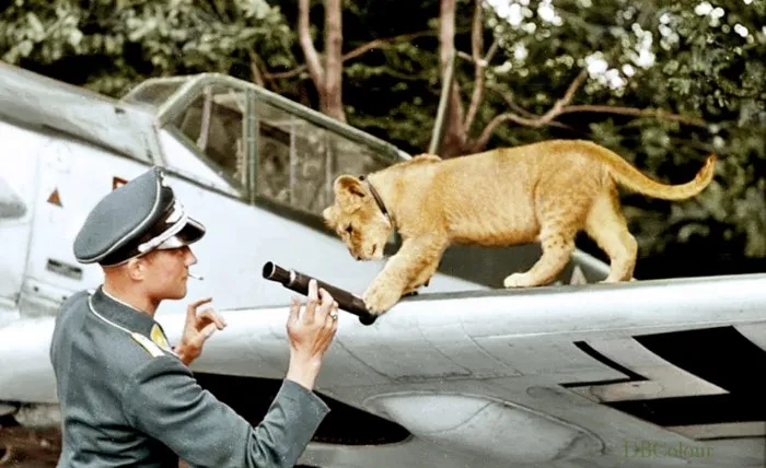 Герр Франц - пилот с львёнком