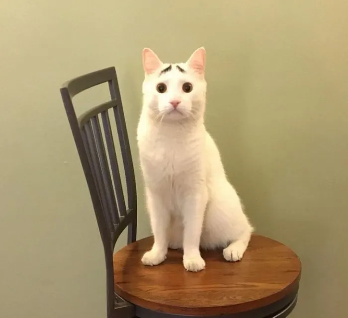 15 фотографий питомцев, доказывающих, что у природы отличное чувство юмора