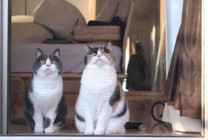 Коты-наблюдатели и их важные задачи
