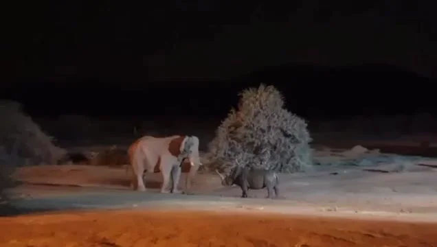Слон против носорога⁠⁠