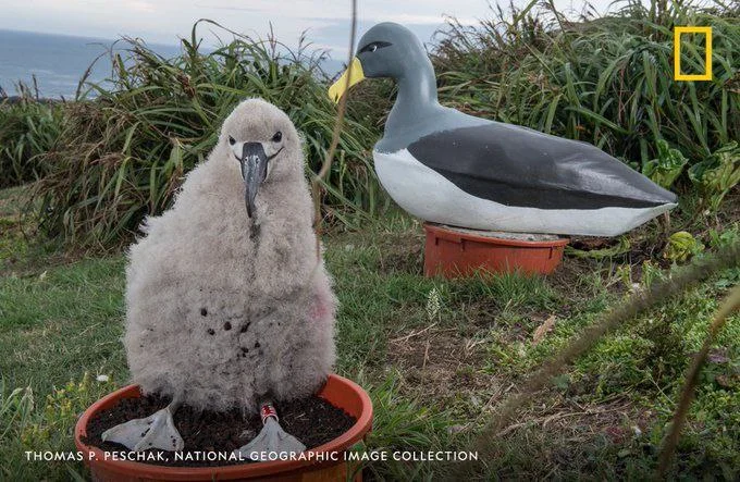 Чатемский альбатрос: Одинокие детки на куличиках. Они накачивают птенцов биомассой так, что детё становится тяжелее родителей