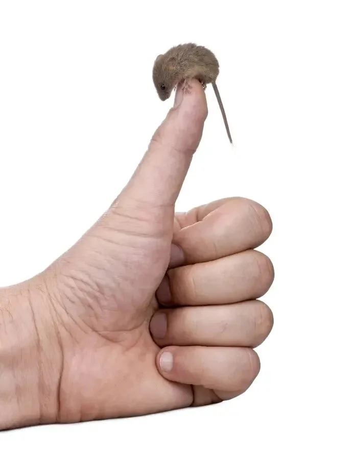 Мышь-малютка: Самый маленький в мире грызун. Она как крупный жук! Карабкается по травинкам, словно обезьянка по деревьям, и вьёт гнёзда