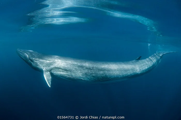 Финвал: Второй после синего кита. 25 метров, 74 тонны веса и 140 лет жизни. Как живут столь величественные создания?
