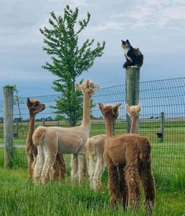 Так себе картинки